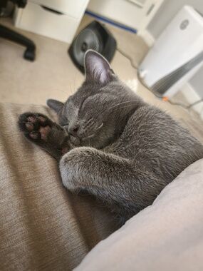 Meet your Posher, Vivian